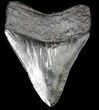 Nice Looking, Fossil Megalodon Tooth #56832-1